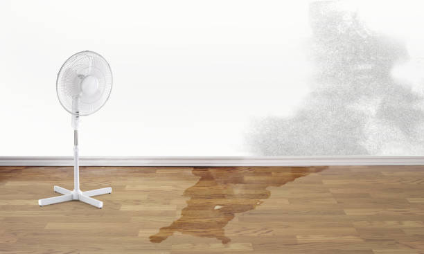 Best Local water damage restoration  in Kettle Falls, WA